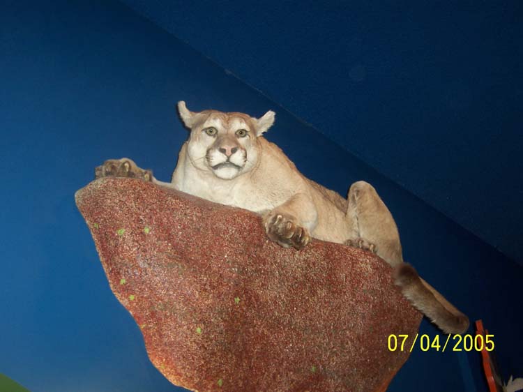 Picture 334