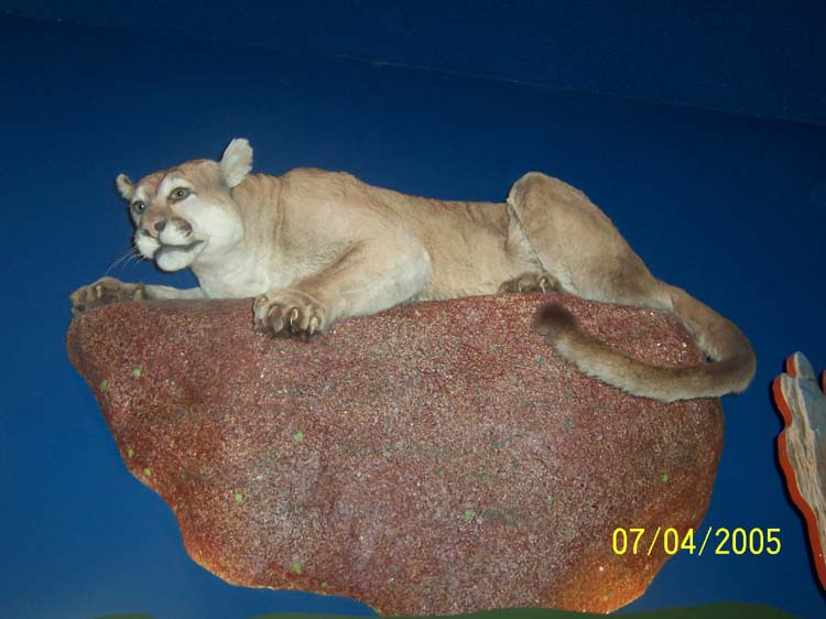 Picture 335